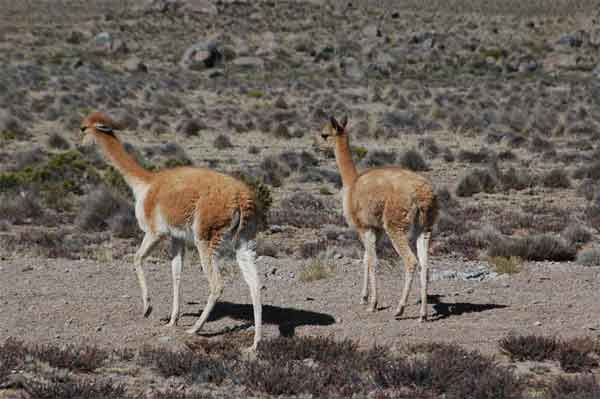 Vicuña - reserva natural de Salinas y Aguada Blanca - Perú 5.jpg